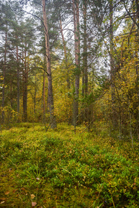 黄色绿色秋天森林背背卡累利亚俄罗斯草和树背景