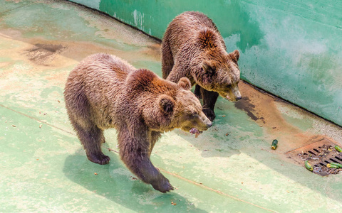 棕色的熊，等待食物在动物园
