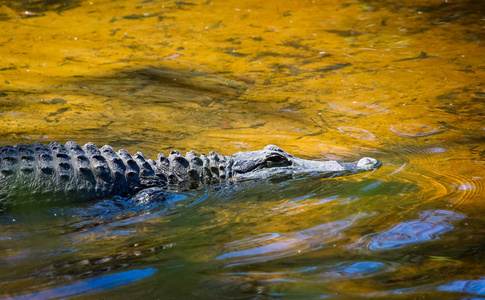关闭鳄鱼半淹没游泳通过黄色和橙色的水