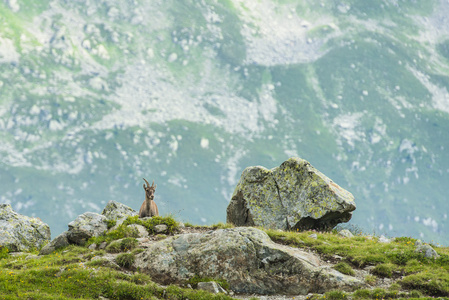 在山的勃朗峰，法国的草地上，岩石上的 ibex Alpin 山羊