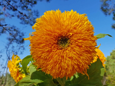 美丽的橙色野生非洲菊花