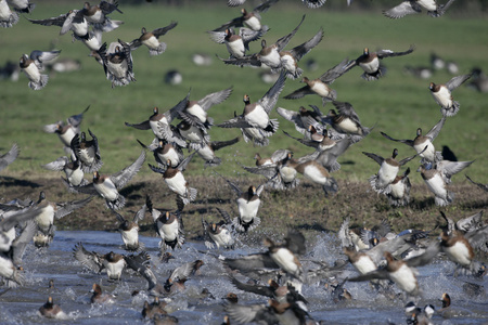 wigeon 艾奈斯佩内洛普