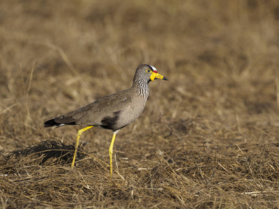 非洲肉垂, Vanellus senegallus, 地面上的单鸟, 乌干达, 2018年8月