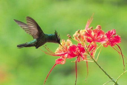 安的列斯群岛冠蜂鸟, 蜂鸟在开花的争吵