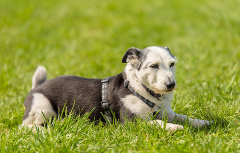 美丽的混血狗在绿色公园里休息