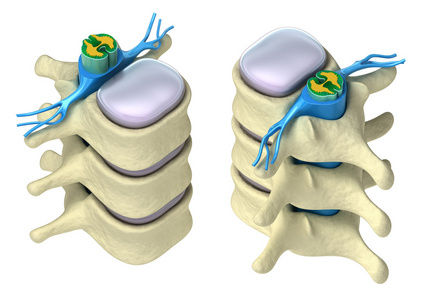 人体脊柱中的详细信息 椎体 椎间盘 神经。上孤立
