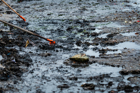整理海滩上的垃圾照片