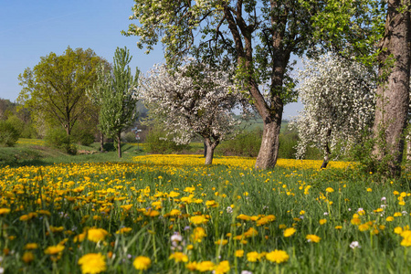 在德国南部农村的绿色田野上的苹果花草甸蓝色的天空黄色的花朵