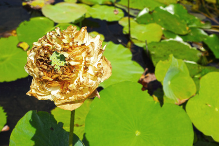 白莲花花腐病的性质