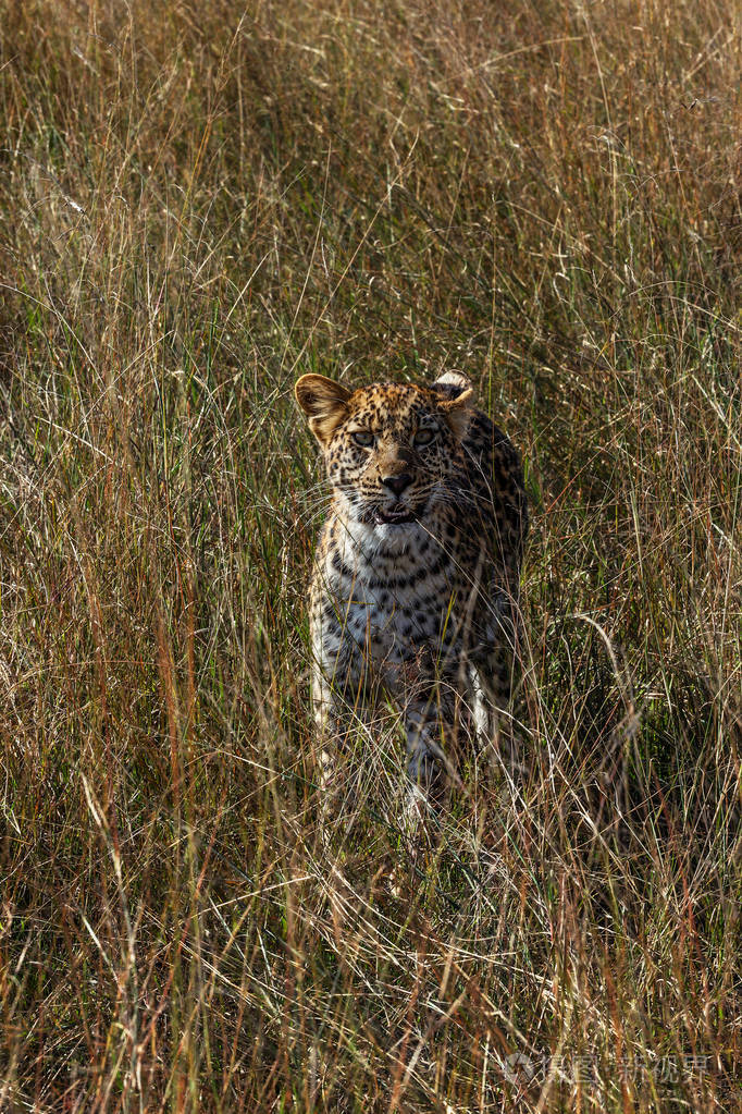 野生豹栖息在大草原上的高干草中