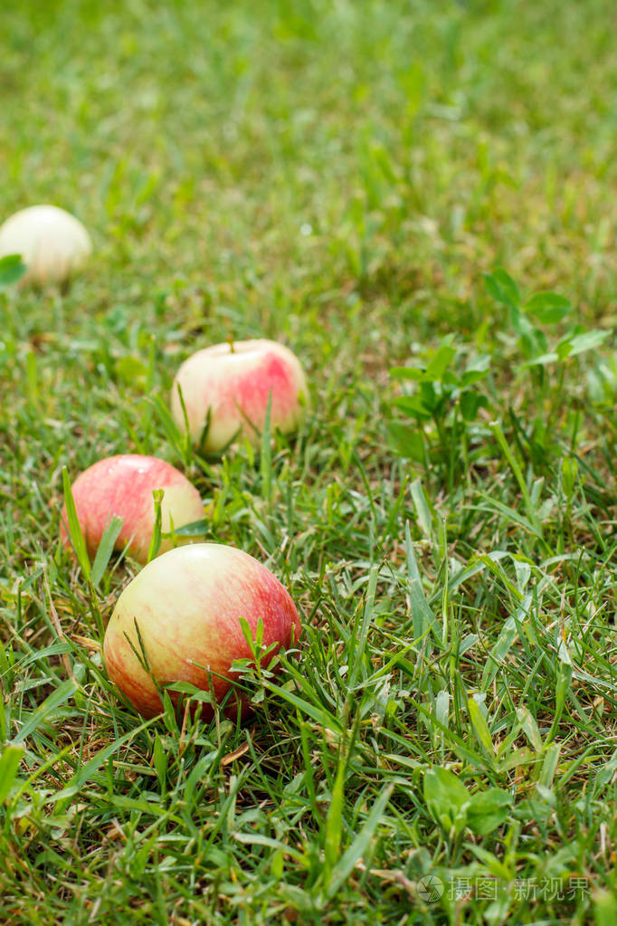在夏日花园里落下了成熟的苹果.场浅景深