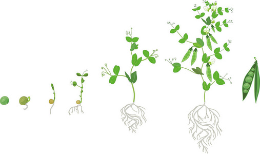 植物根系图片 植物根系素材 植物根系插画 摄图新视界