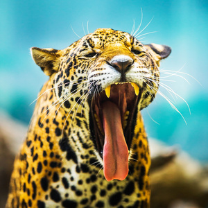 东北虎牙齿图片