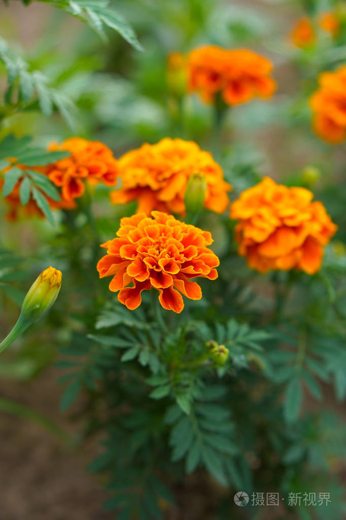 墨西哥万寿菊墨西哥万寿菊