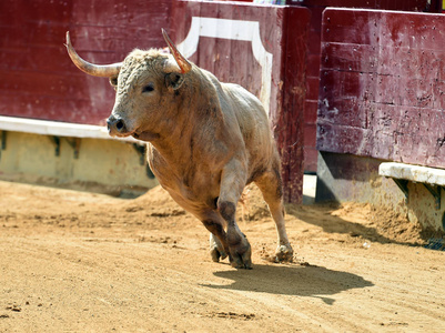 在西班牙的大牛市图片