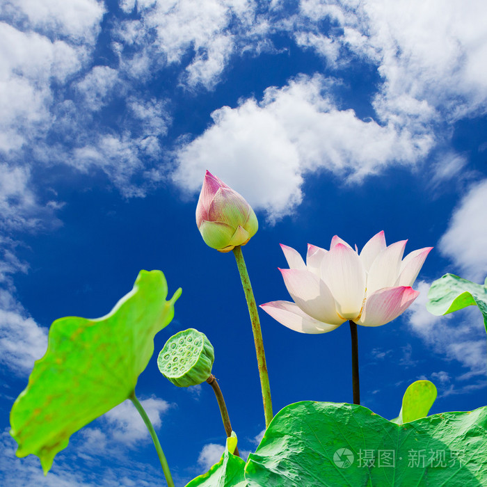 莲花花蓝色天空