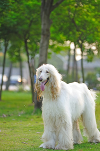 阿富汗猎犬