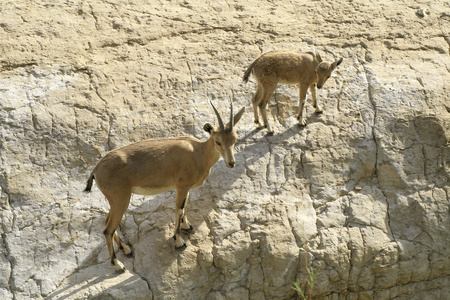 ibex 死海地区沙漠