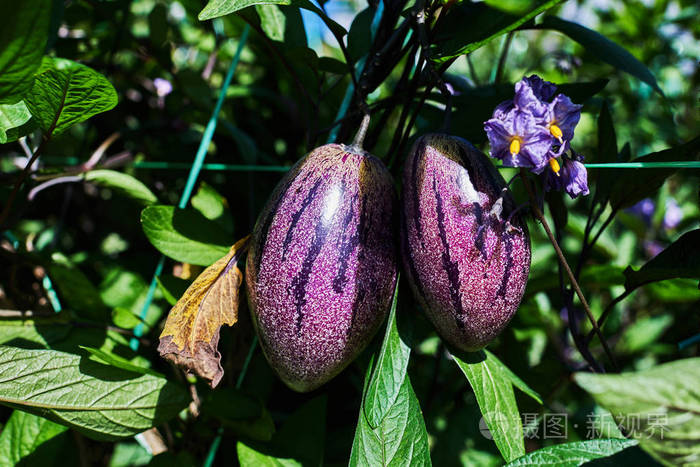 最好的蔬菜种植.紫色茄子挂在树上的有机农场.园艺, 收获概念.