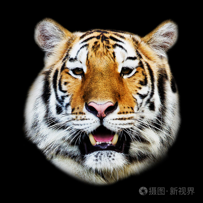 老虎的脸的特写镜头