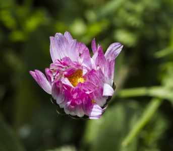 在春天的雏菊