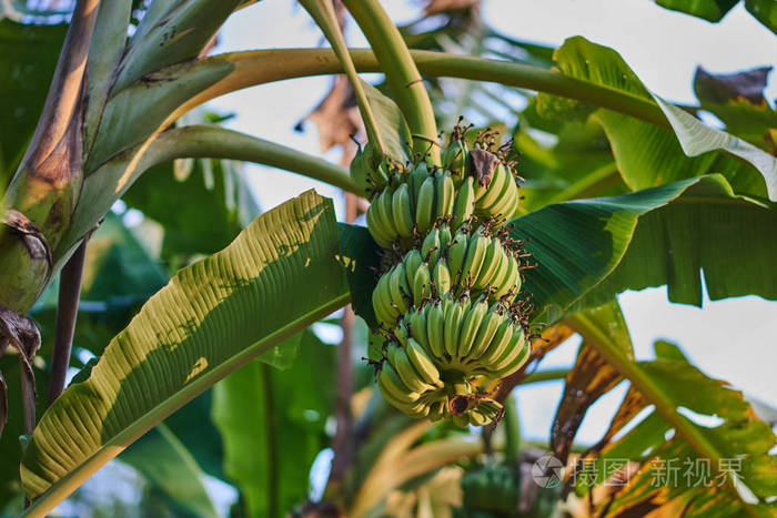 在郁郁葱葱的热带花园里有水果的香蕉树。绿色生长的香蕉在种植园。美味的热带水果。农业和工农业概念