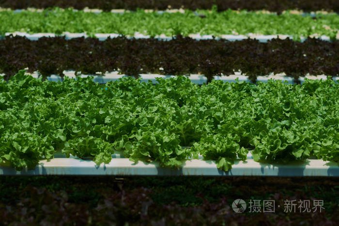 在温室水培农场种植的有机绿色生菜小植物或沙拉蔬菜.新鲜的有机蔬菜.