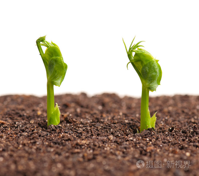 发芽的豌豆照片-正版商用图片09xdgt-摄图新视界