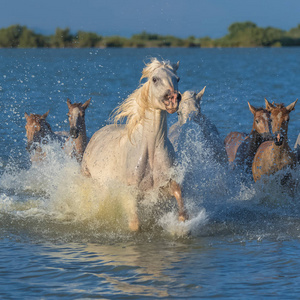 在农村湖水中骑马