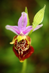 Serapias apulica Apulian 舌兰。在意大利的开花欧洲陆地野生兰花, 自然栖息地。美丽的细节绽放, 春天场面