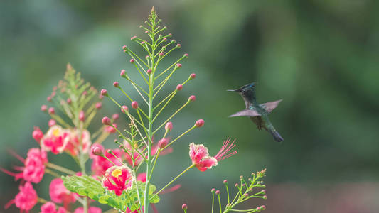 小蜂鸟在开花与开花争吵, 蓝色中国蓝宝石蜂鸟