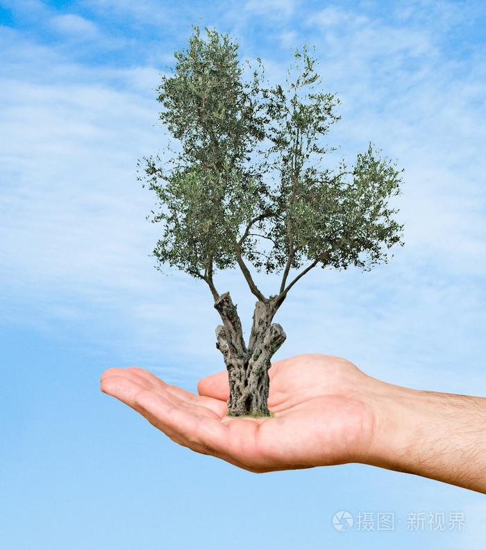 橄榄树在手掌上作为自然保护的象征