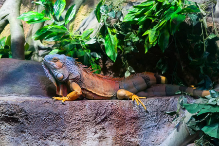 中间排龙红头岩石蜥蜴,maasai 马赛马拉国家公园肯尼