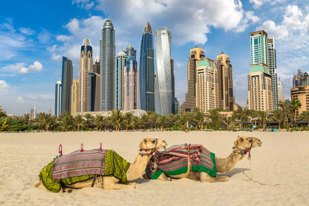 在一个夏日，阿拉伯联合酋长国迪拜码头前骆驼