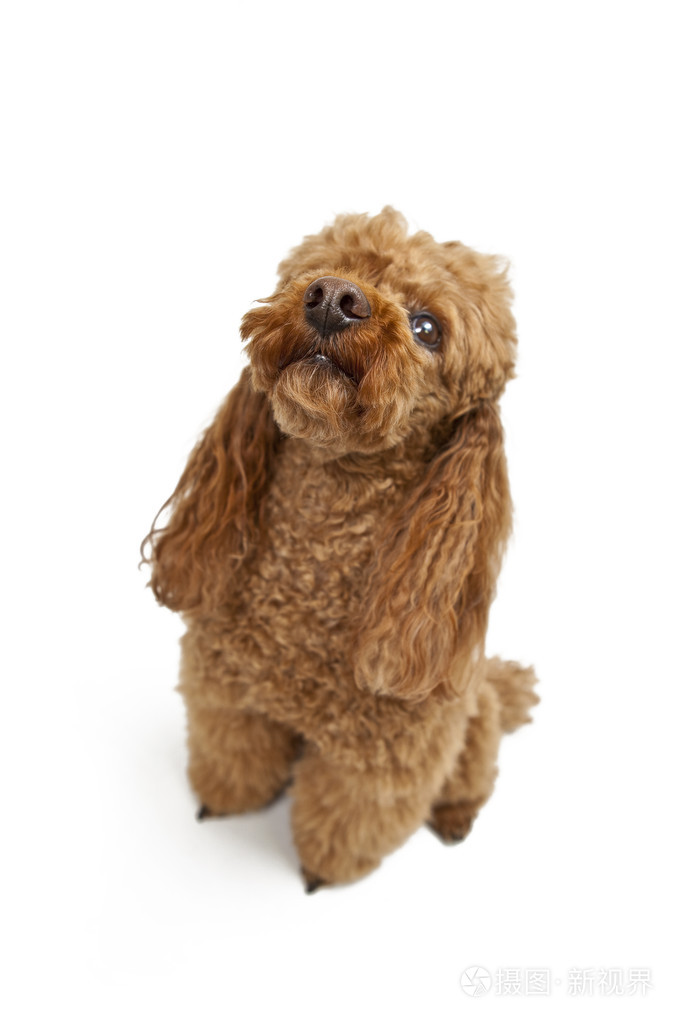在白色背景上的金棕色贵宾犬
