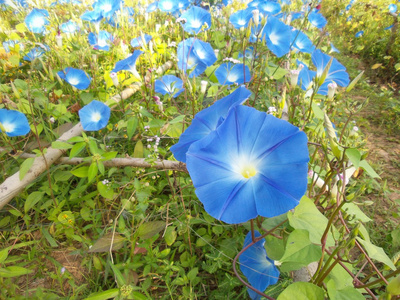 蓝色牵牛花花