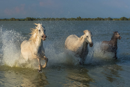 在农村湖水中骑马