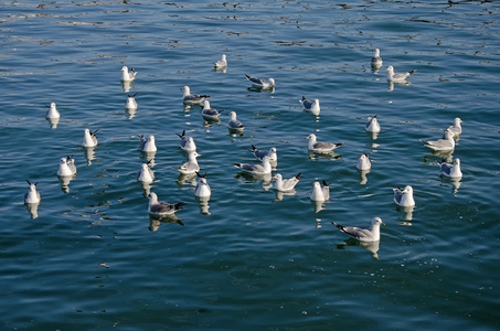 海鸥在海里游泳