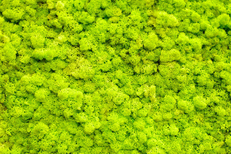 地衣图片-地衣素材-地衣插画-摄图新视界