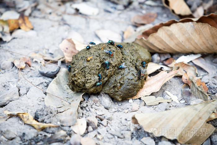 粪便和地面上的苍蝇照片-正版商用图片09xmxu-摄图新视界