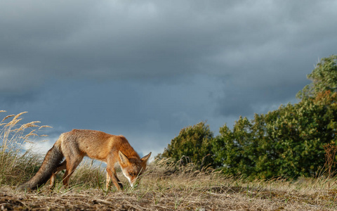 红色狐狸在自然在一个寒冷的冬天天