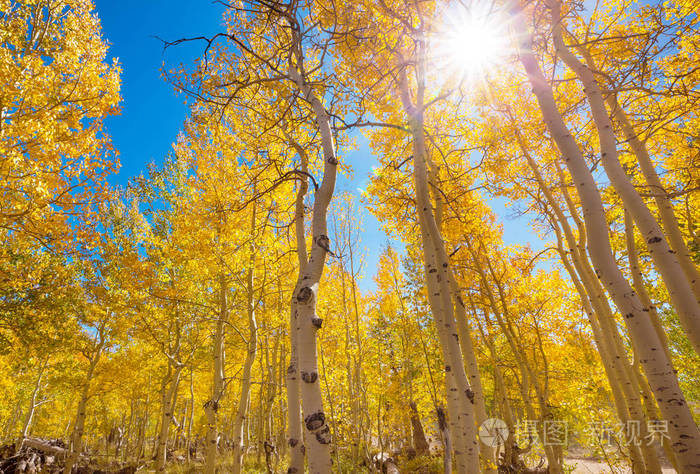 七彩阳光森林场景在秋天的季节与黄色的树木,在晴朗的一天