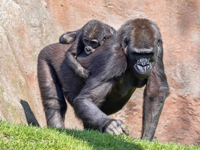 西部低地大猩猩 gorila, 在她背上戴着一只幼崽