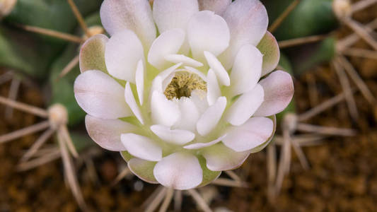 盛开的仙人掌花 Gymnocalycium 白颜色