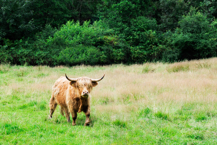 有毛的高地母牛苏格兰象征苏格兰英国照片