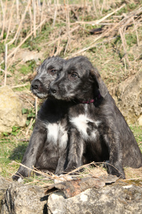 两只幼犬的爱尔兰猎狼犬在花园里