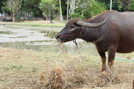 黑色的水牛在农场里吃的食物