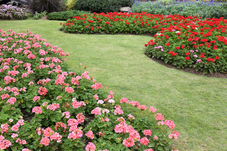 夏天花园粉色花图片