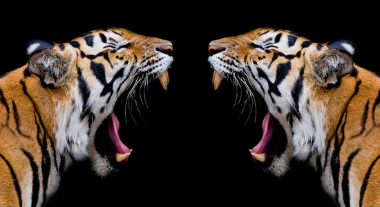 美丽的苏门答腊虎图片