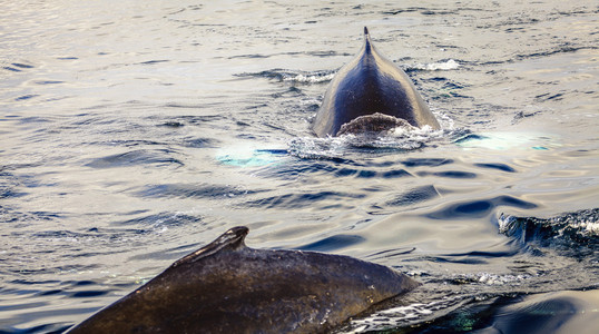 驼背鲸 Skjalfandi 湾